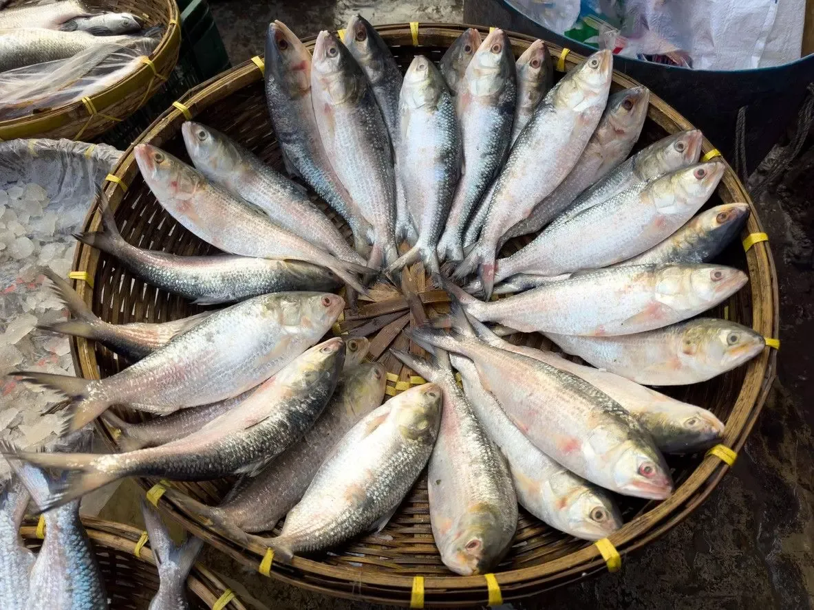 Ilish Fish Bangladesh