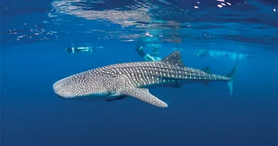 Whale shark snorkeling and Lake Assal, Djibouti