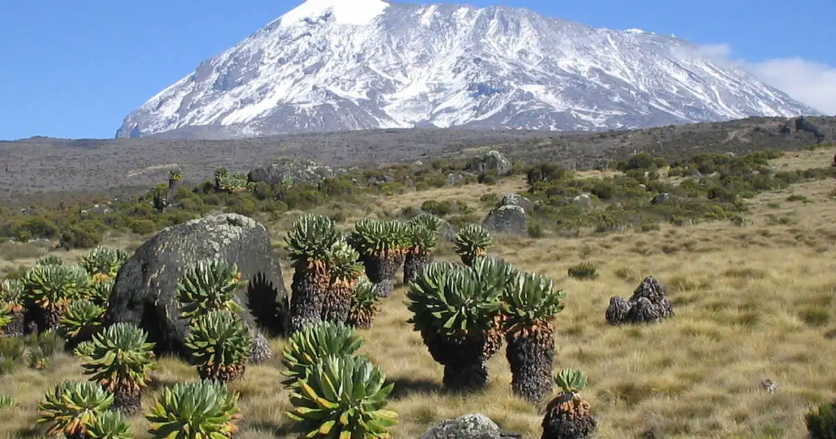 Kilimanjaro conservation