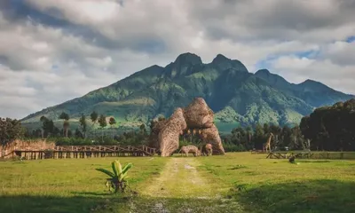 Mountain gorilla in Volcanoes National Park, Rwanda