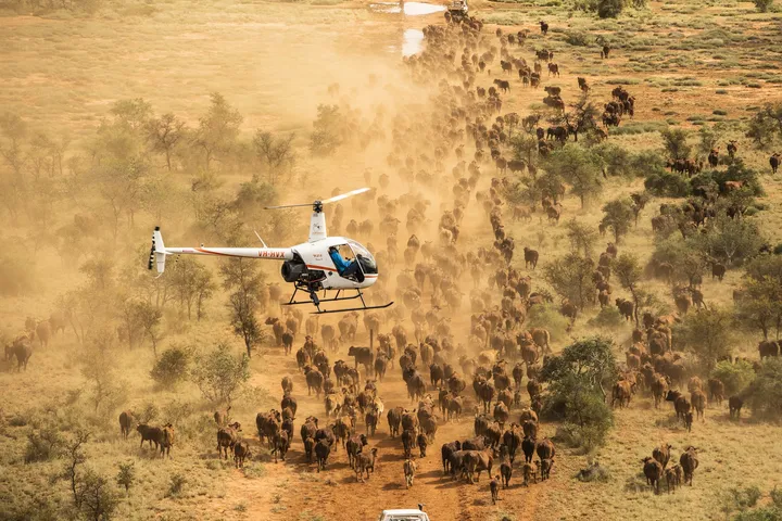 Helicopter over Serengeti with migration herds