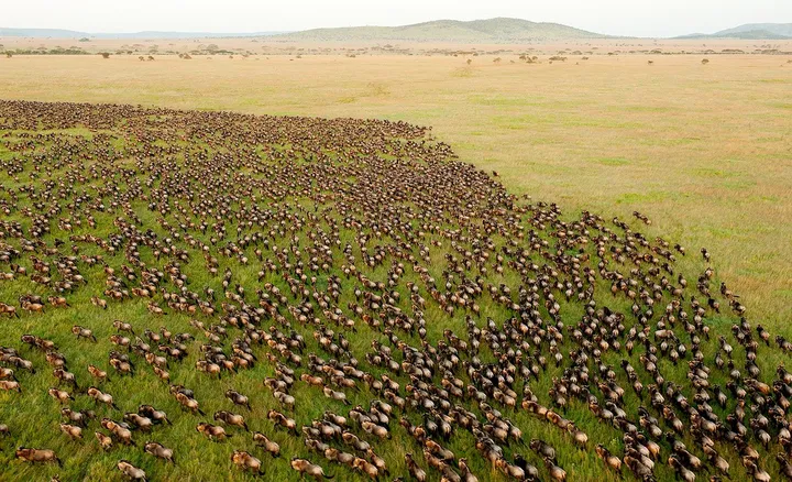 Aerial view of wildebeest herds during Great Migration