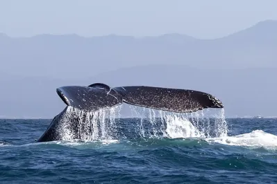 Vava'u Whale Watching Tonga